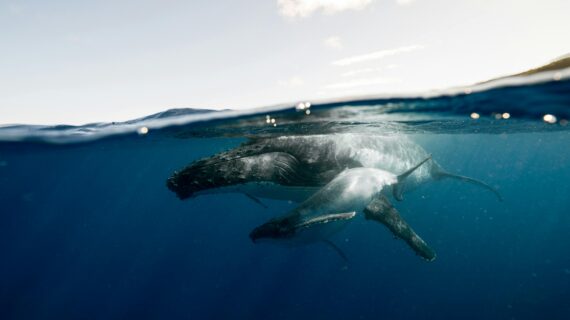 pexels-eliannedipp-4802101